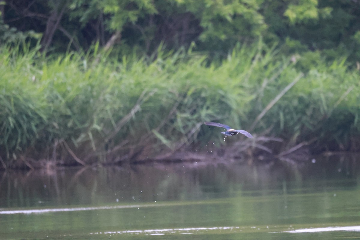 White-throated Needletail - ML592766601