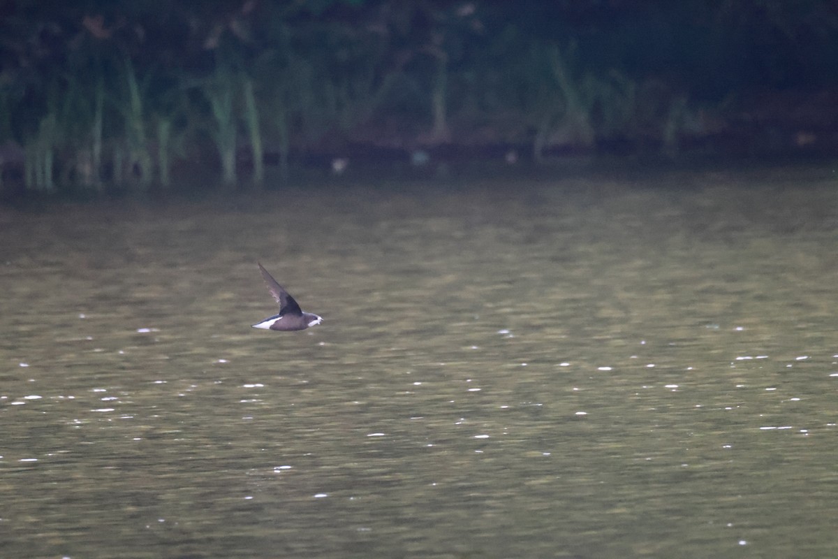 White-throated Needletail - ML592766801