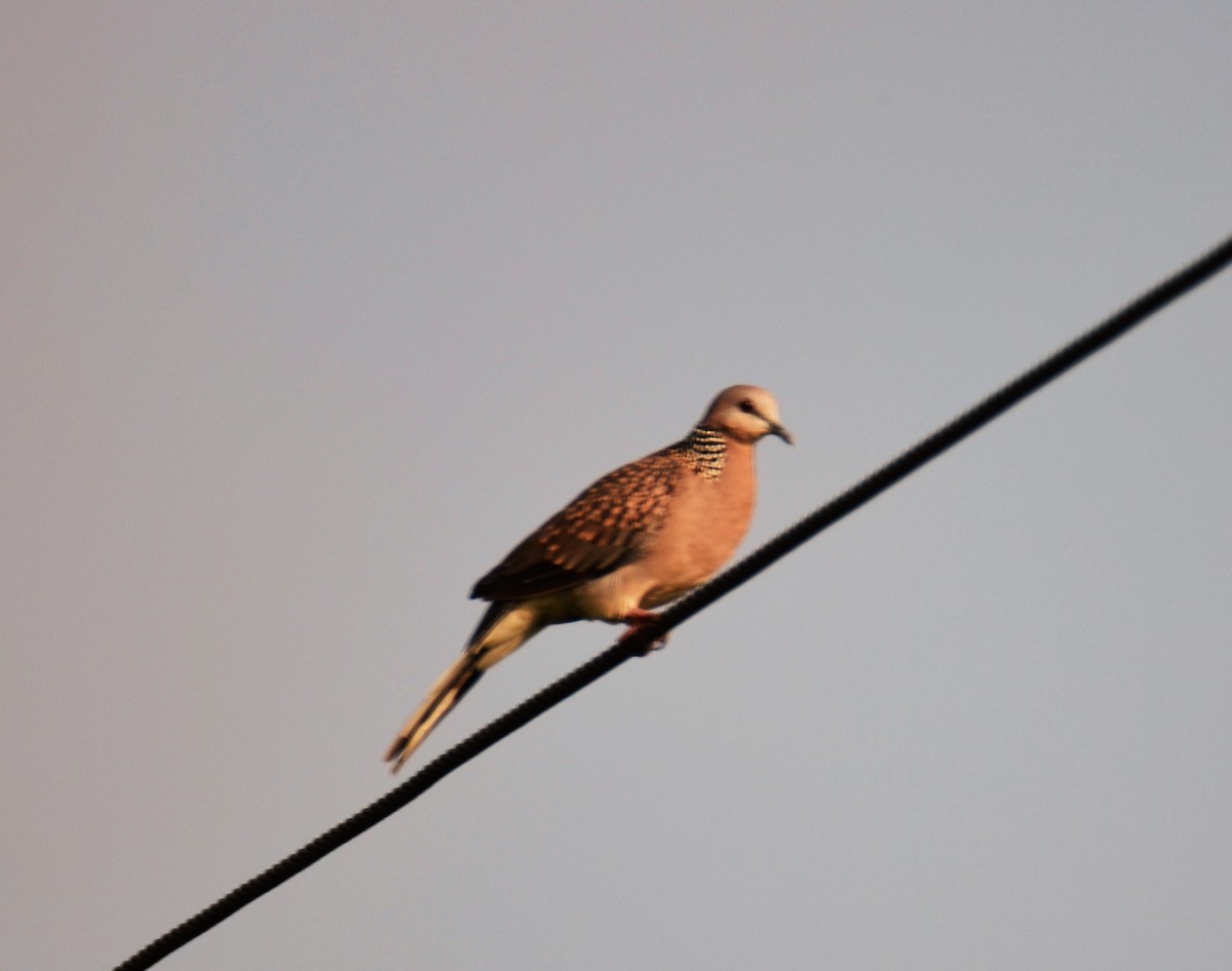 Spotted Dove - ML592767201