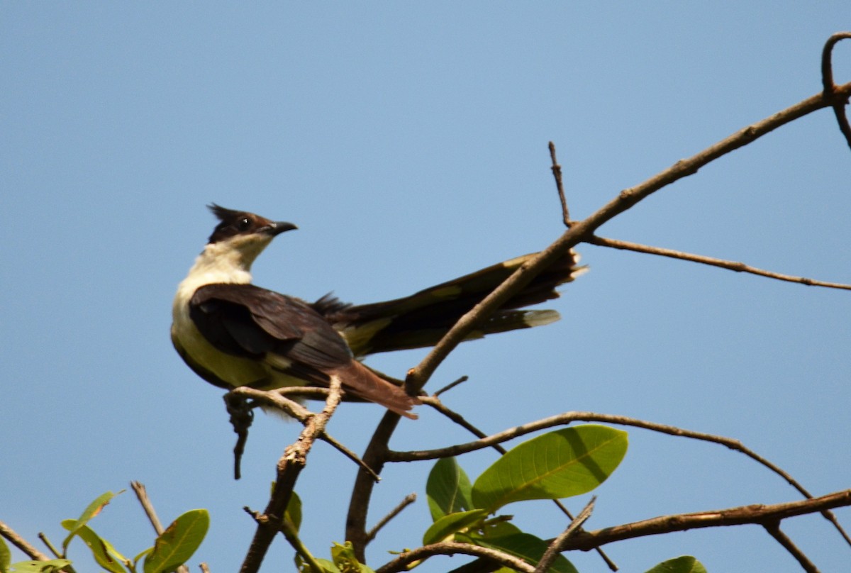 Pied Cuckoo - Nivedita Bhattacharya
