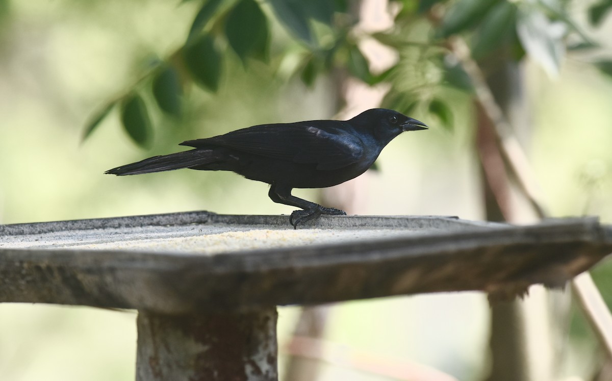 Cuban Blackbird - ML592768071