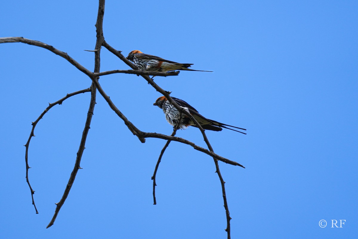 Lesser Striped Swallow - ML592768921