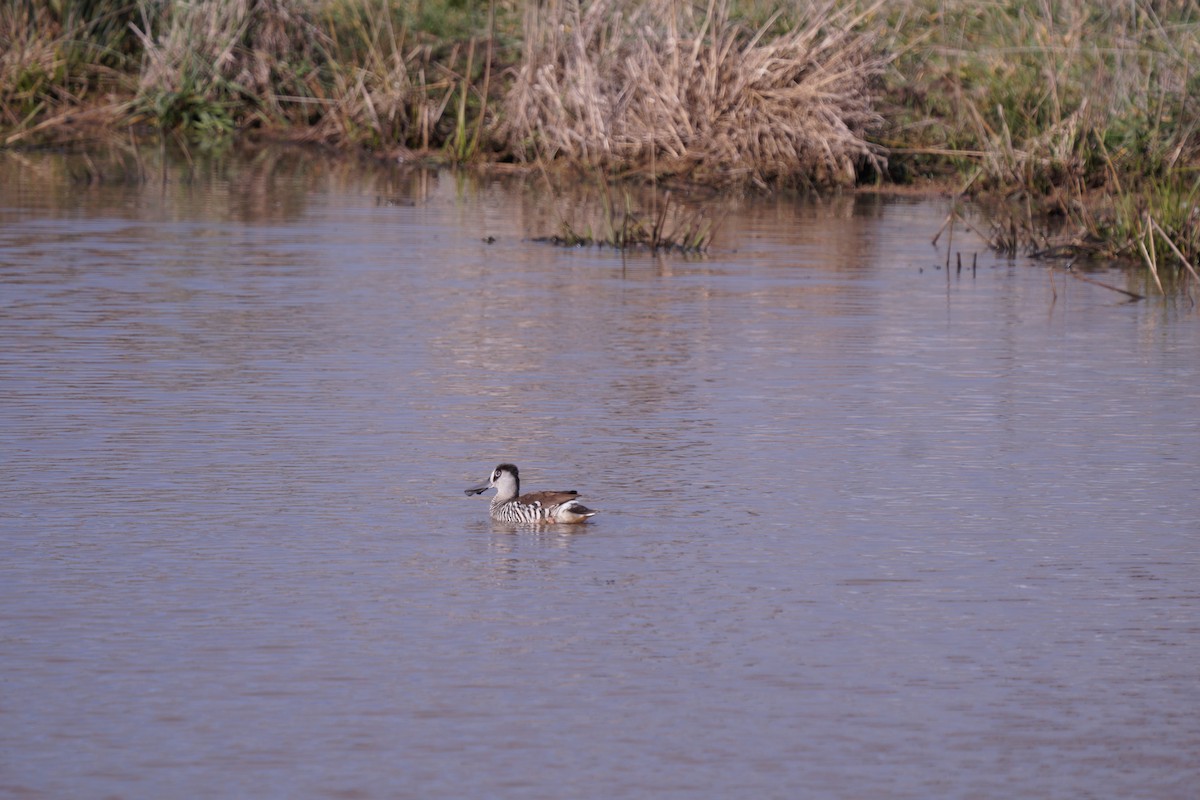 Pink-eared Duck - ML592769701