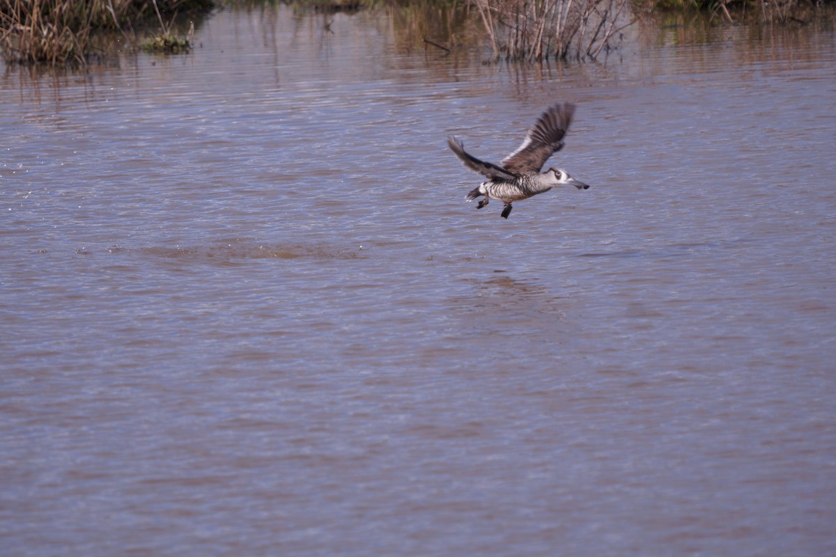 Pink-eared Duck - ML592769711