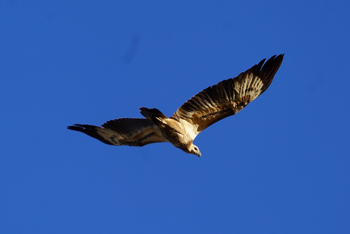 White-bellied Sea-Eagle - ML592771241