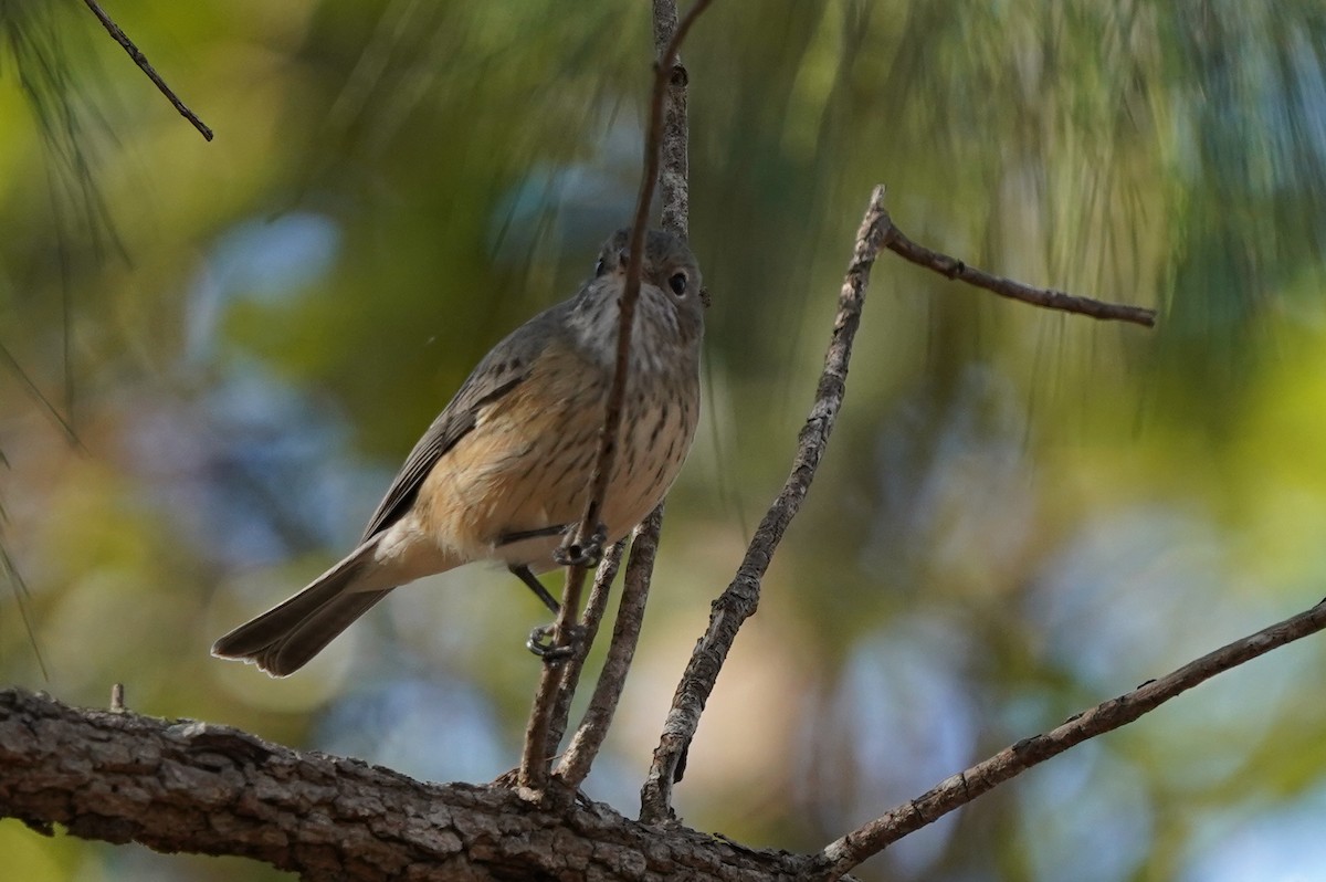 Rufous Whistler - ML592771431