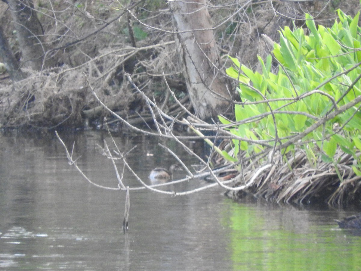 Australasian Grebe - Archer Callaway