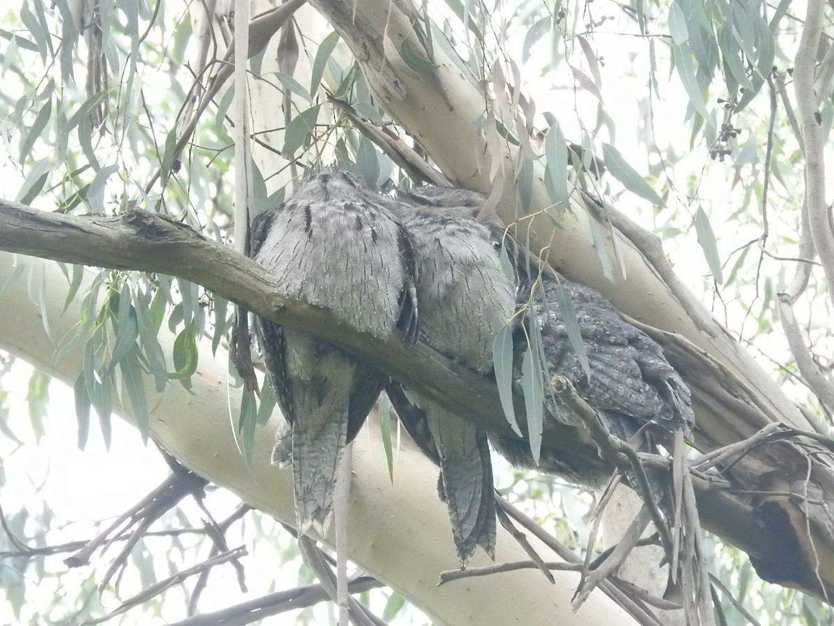 Tawny Frogmouth - Archer Callaway