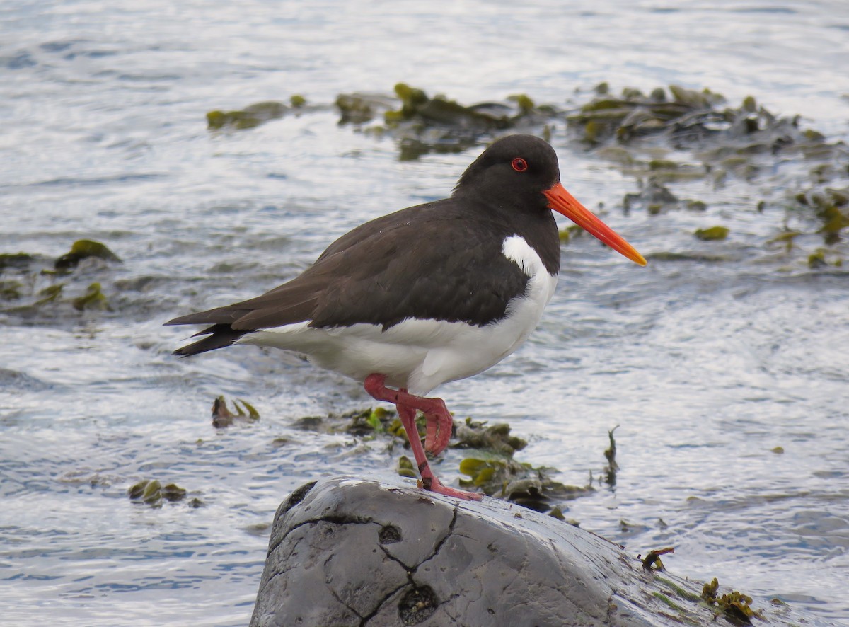 Eurasian Oystercatcher - ML59277401