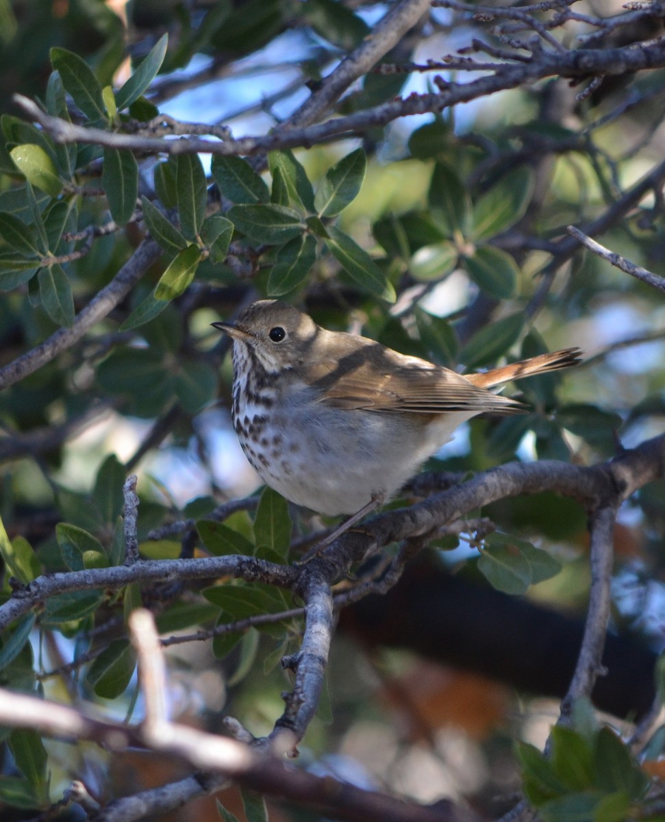 Hermit Thrush - Vicki Hire