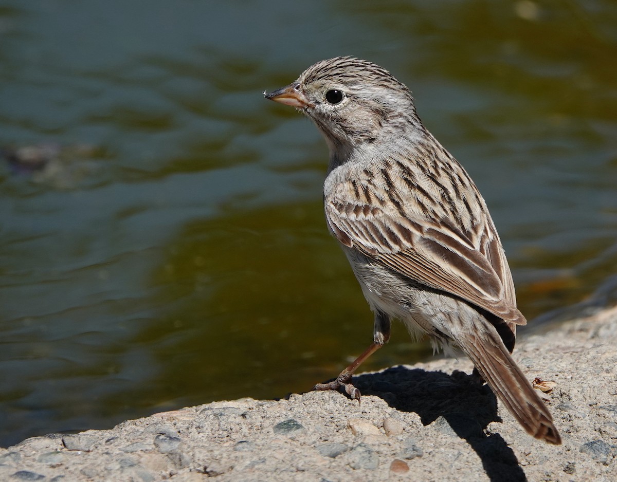 Brewer's Sparrow - ML592774881