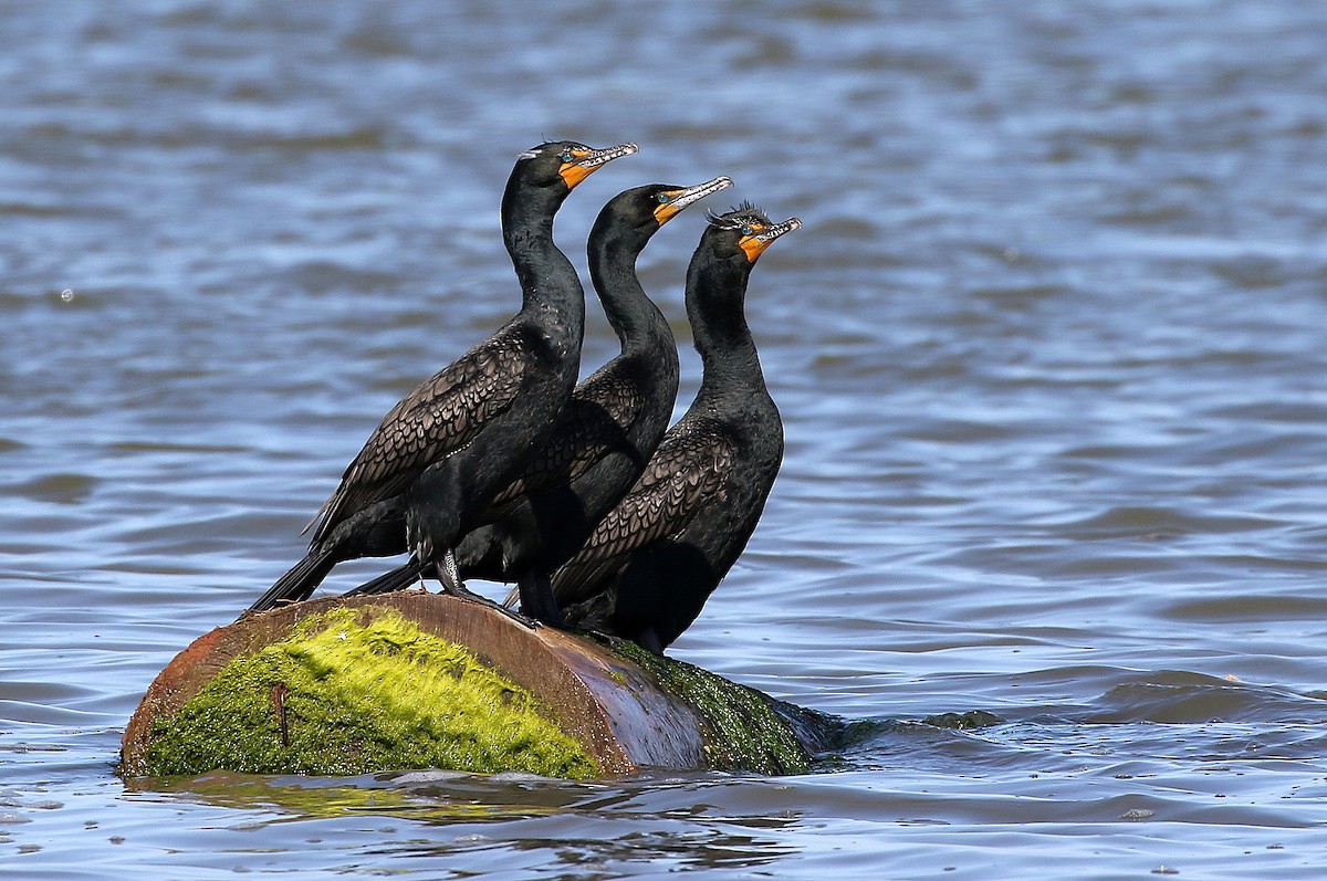 Double-crested Cormorant - Mike Fung