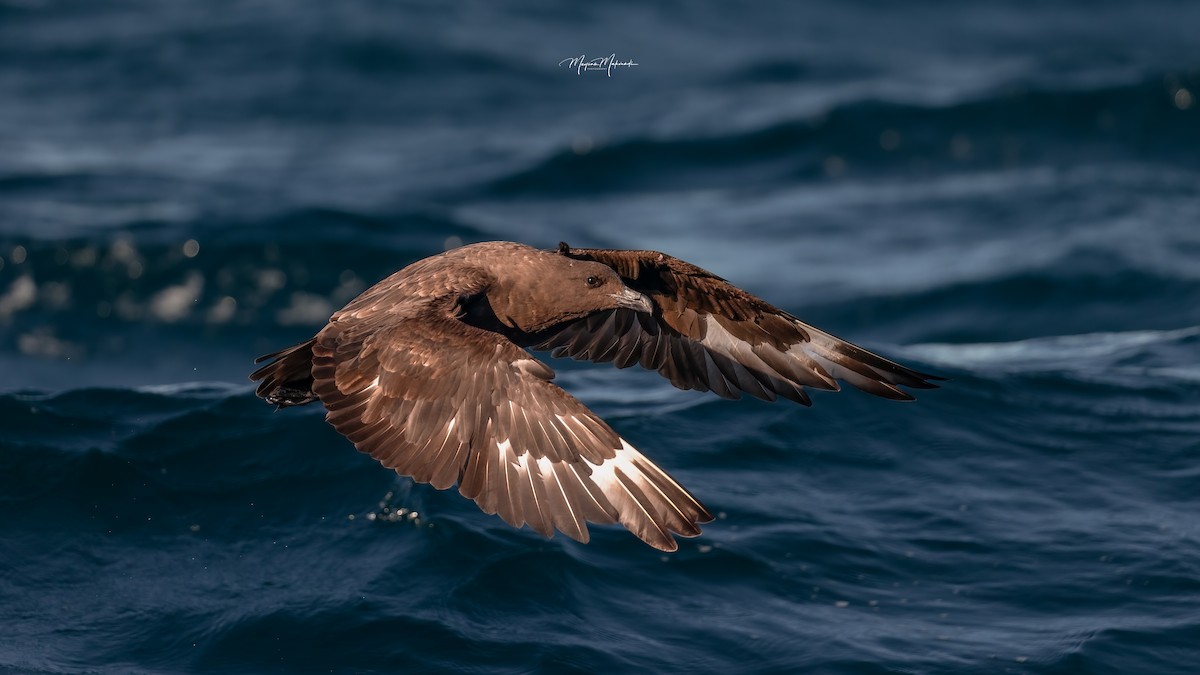 chaluha subantarktická - ML592775611
