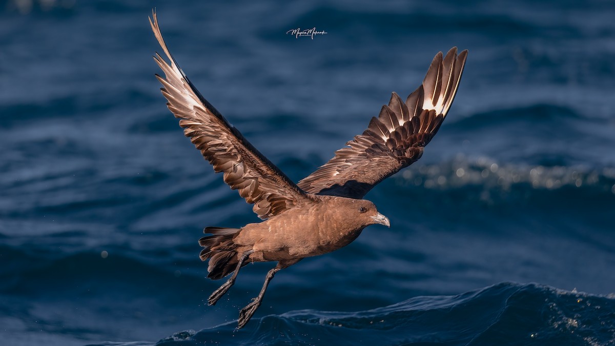 chaluha subantarktická - ML592775621