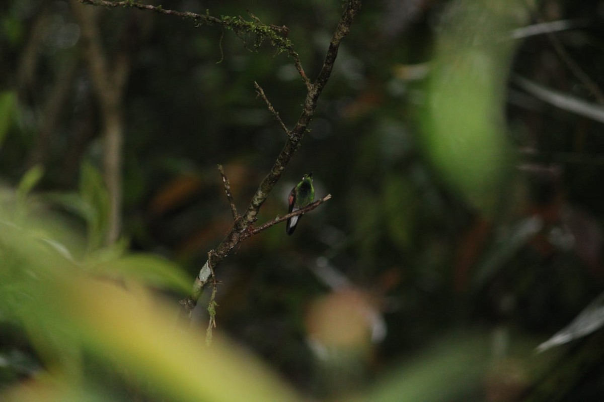 Stripe-tailed Hummingbird - ML592775631