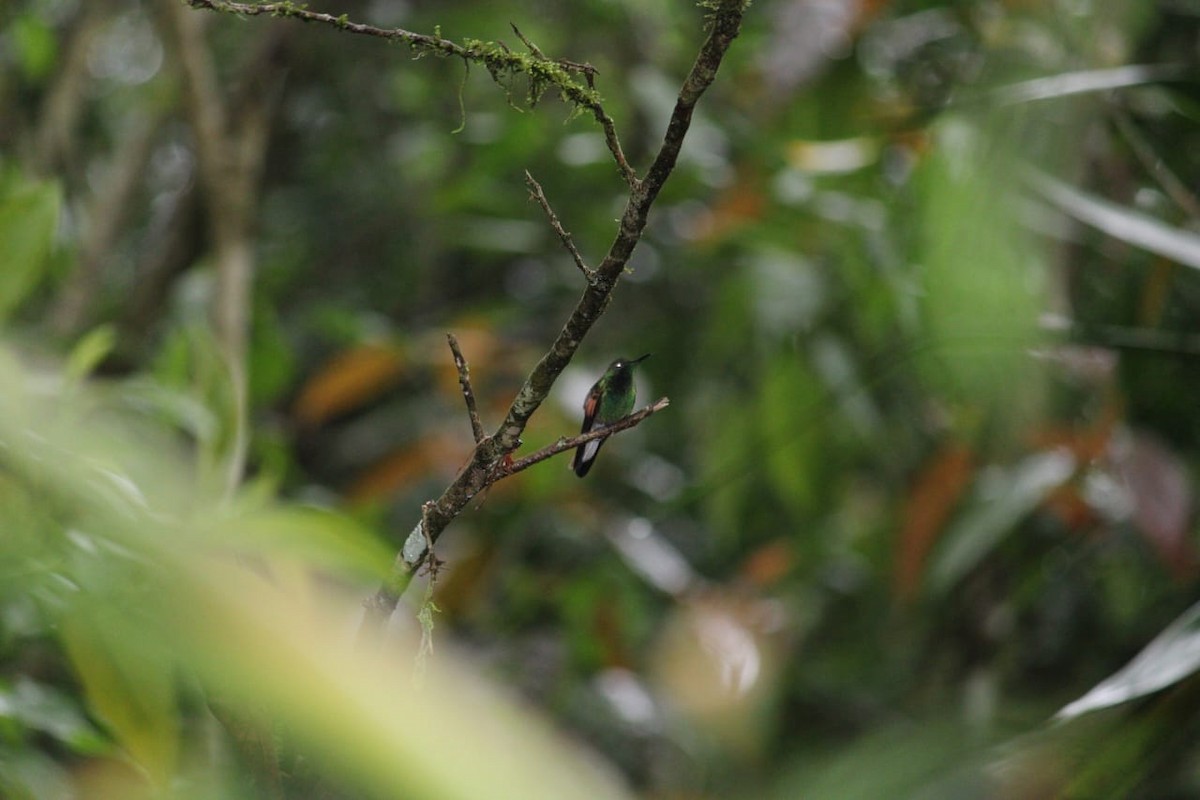 Stripe-tailed Hummingbird - ML592775641