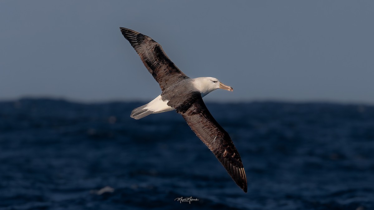 albatros černobrvý - ML592775761