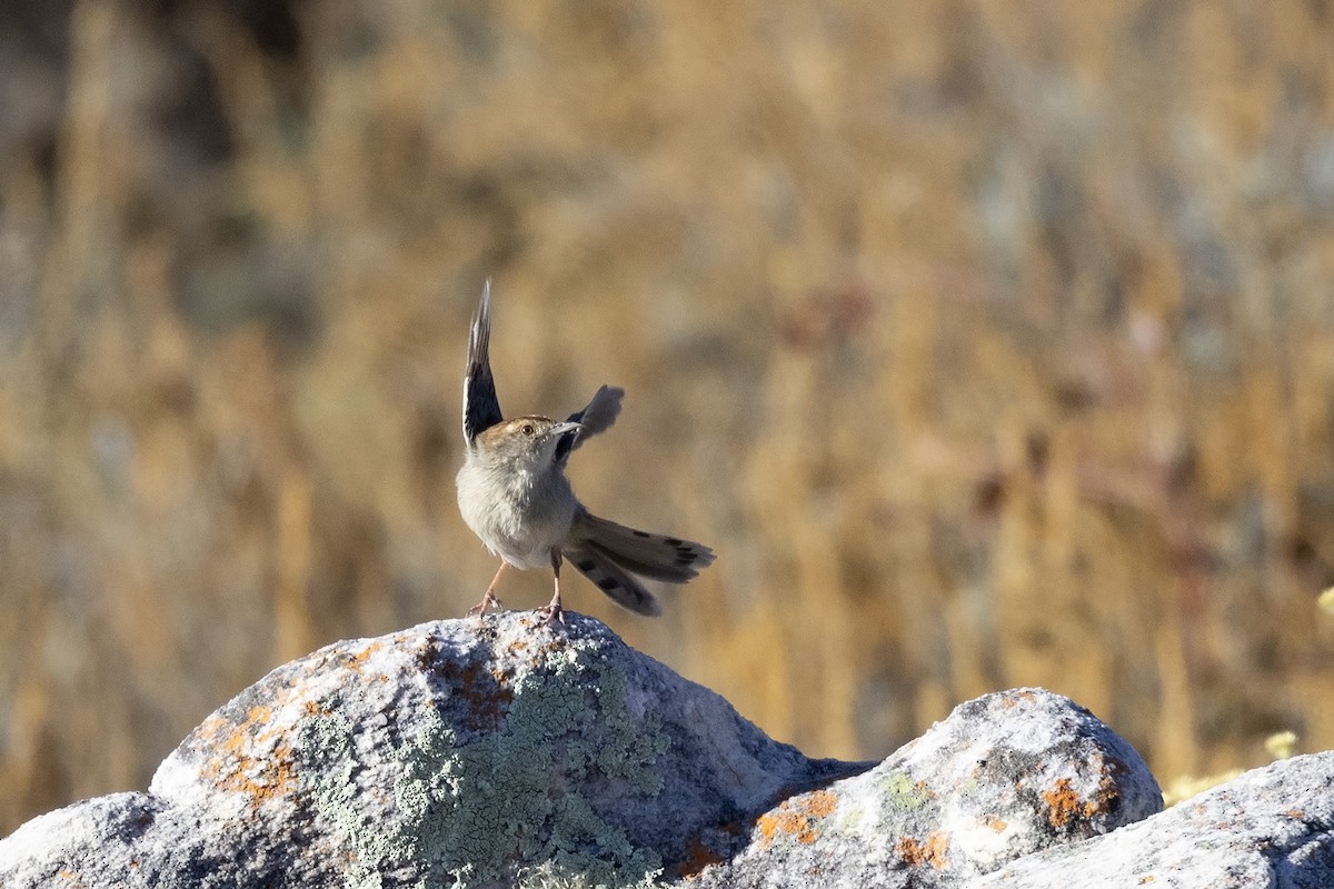 Wailing Cisticola (Wailing) - Niall D Perrins