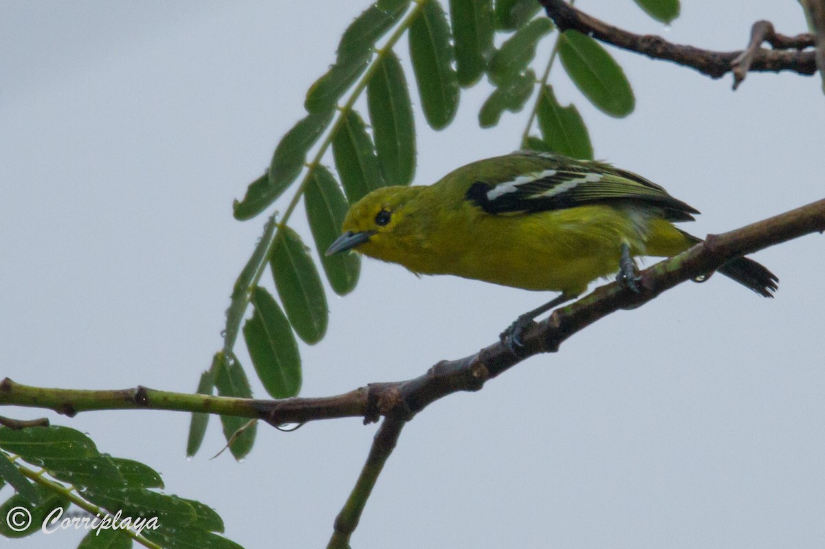 Common Iora - ML592776331