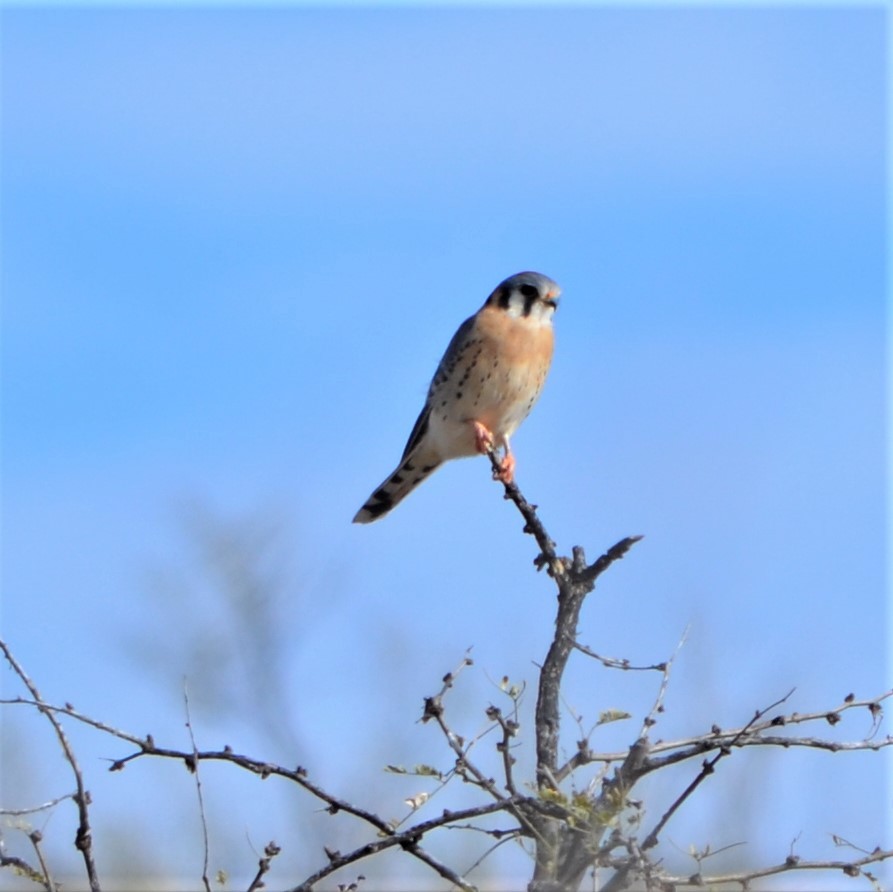 American Kestrel - ML592776561