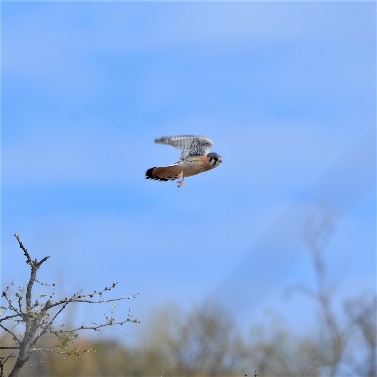 American Kestrel - Vicki Hire