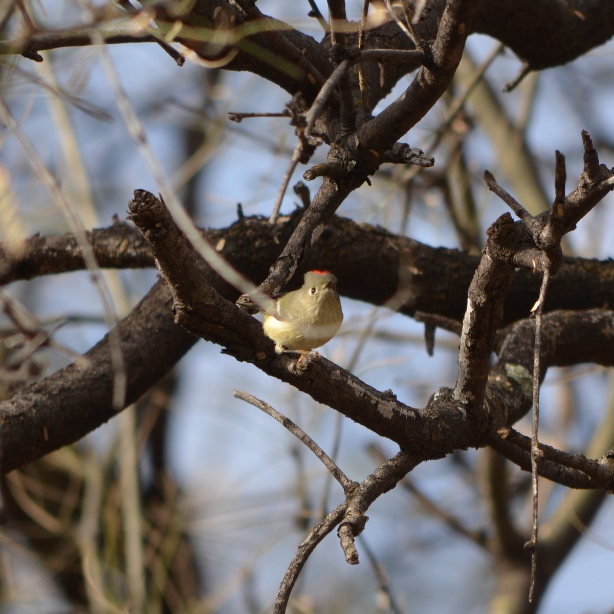 Ruby-crowned Kinglet - Vicki Hire