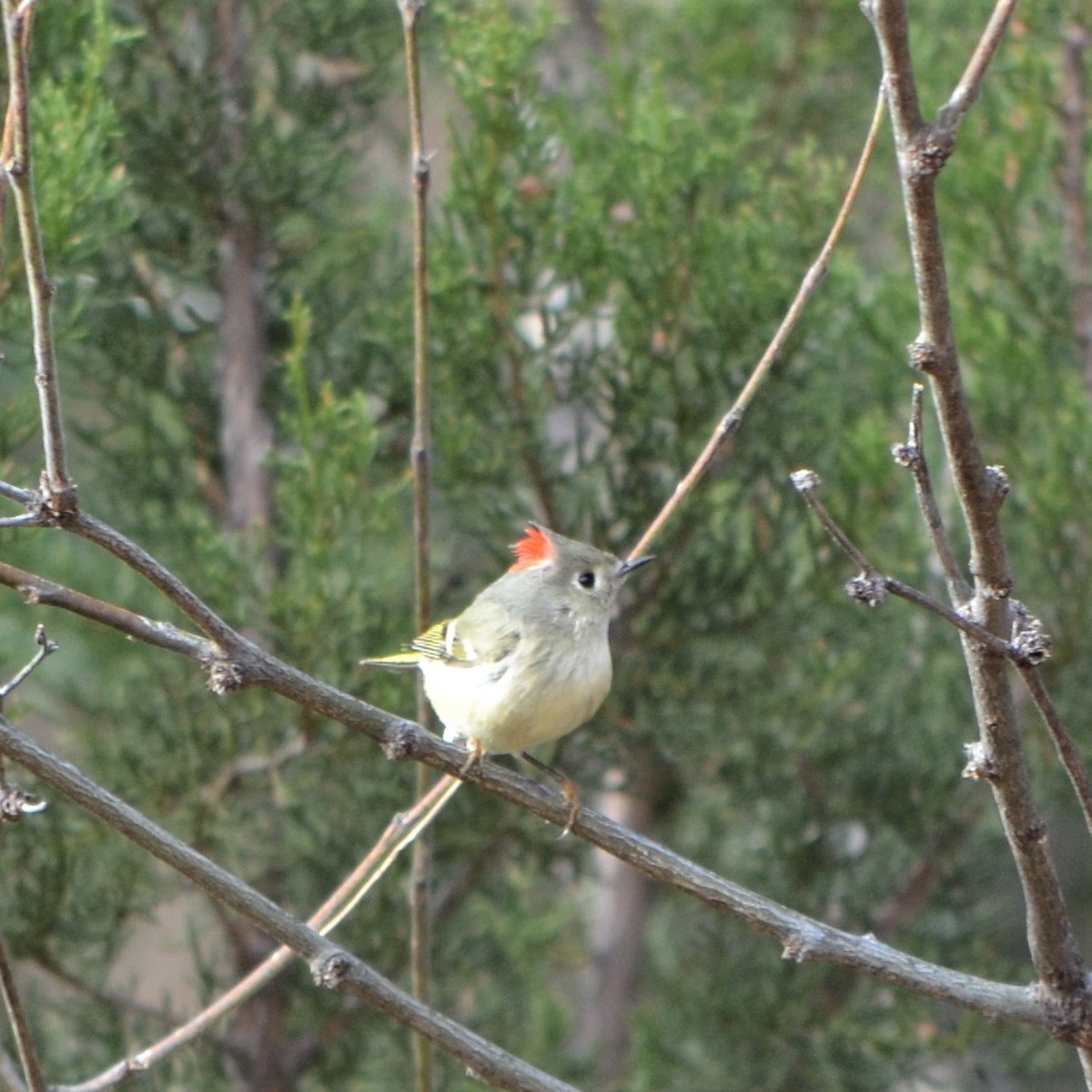 Ruby-crowned Kinglet - ML592776621