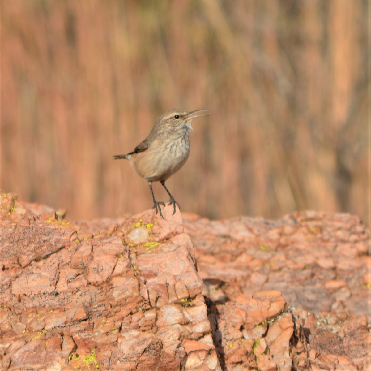 Rock Wren - Vicki Hire