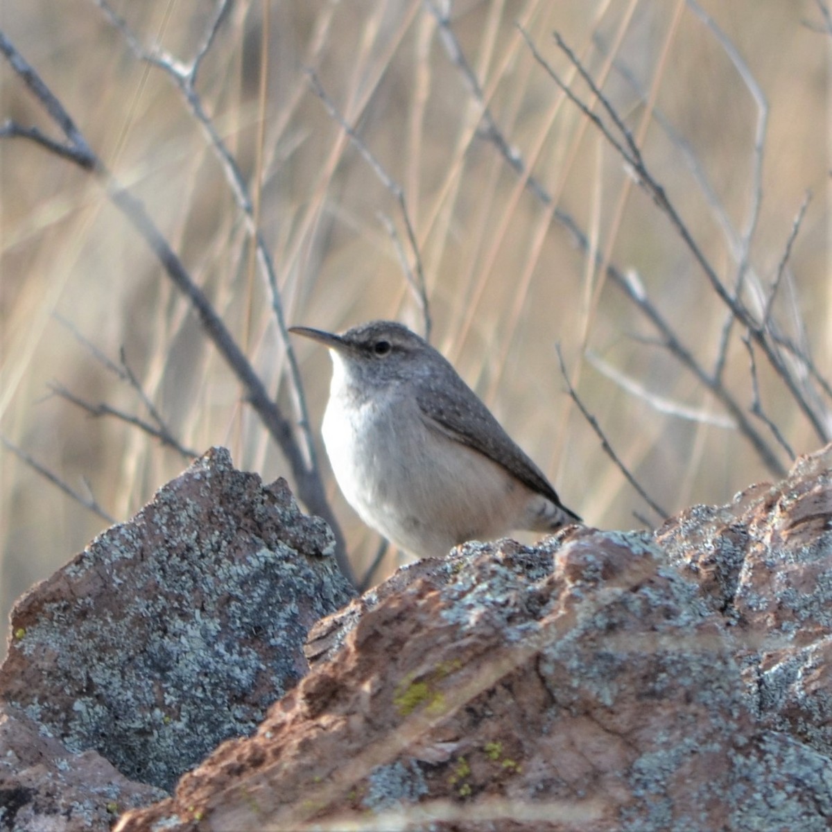 Rock Wren - Vicki Hire