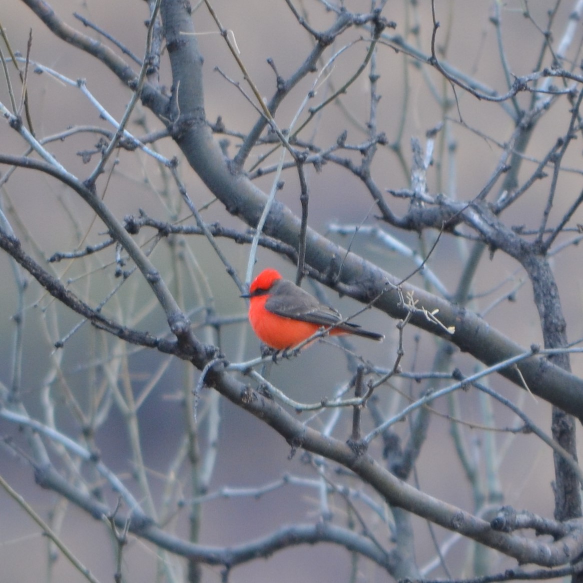 Vermilion Flycatcher - Vicki Hire