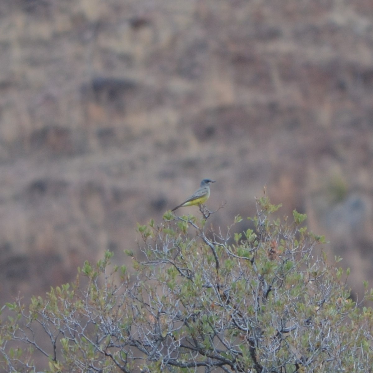 Cassin's Kingbird - ML592776741