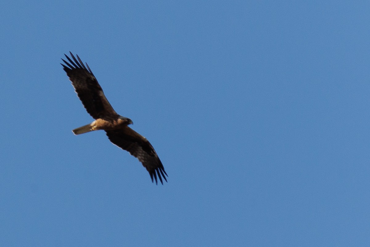 Águila Calzada - ML592777791