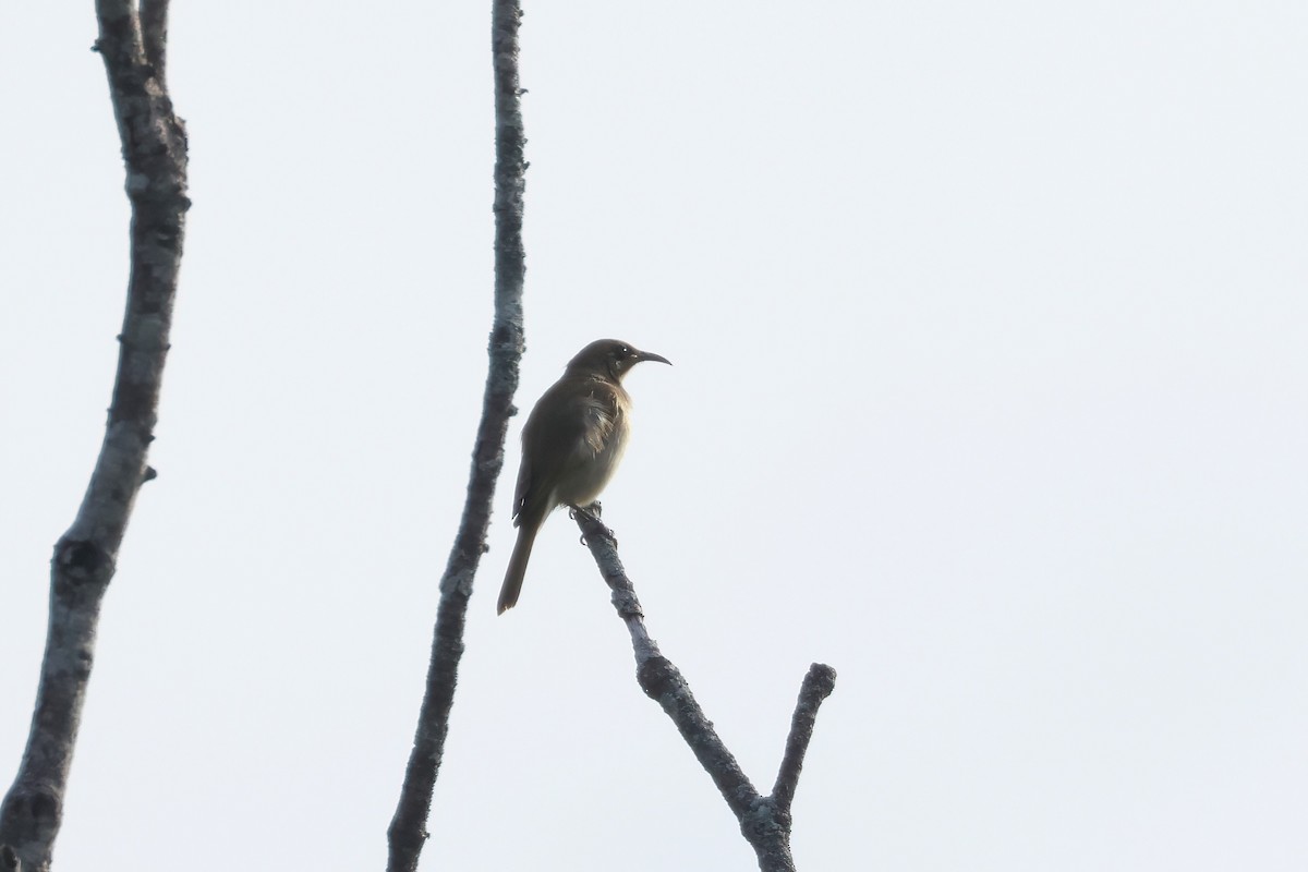 Brown Honeyeater - ML592777901