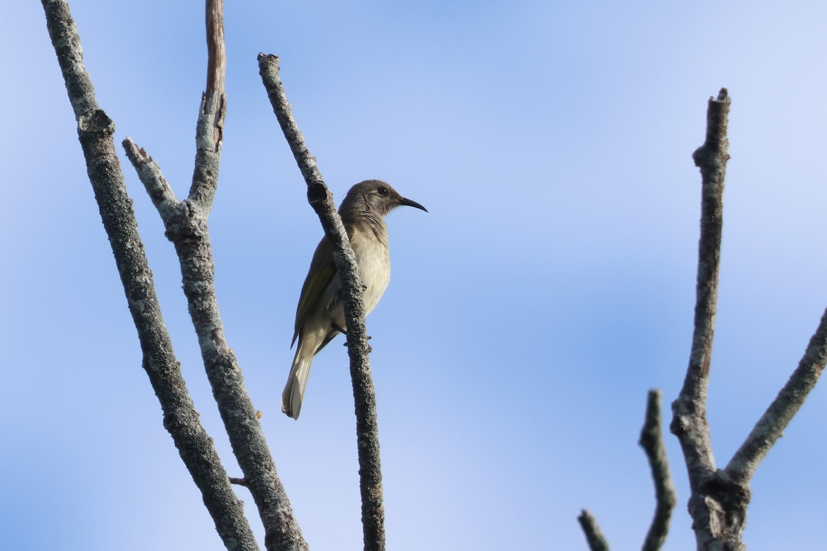 Brown Honeyeater - ML592777971