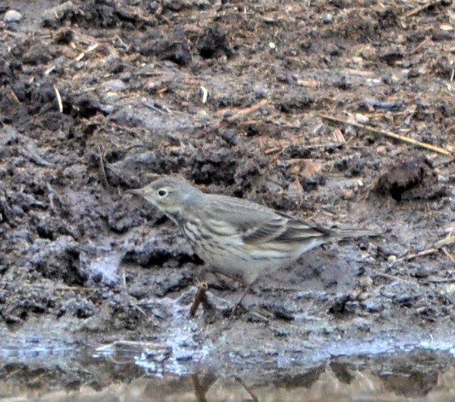 American Pipit - Vicki Hire