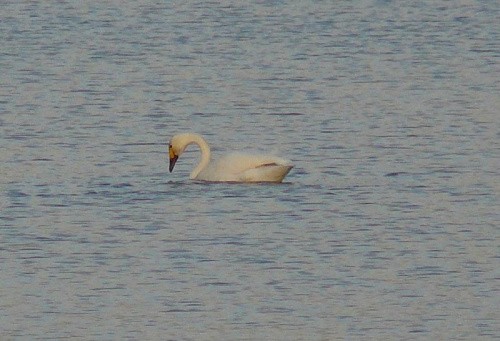 Tundra Swan - ML592779351