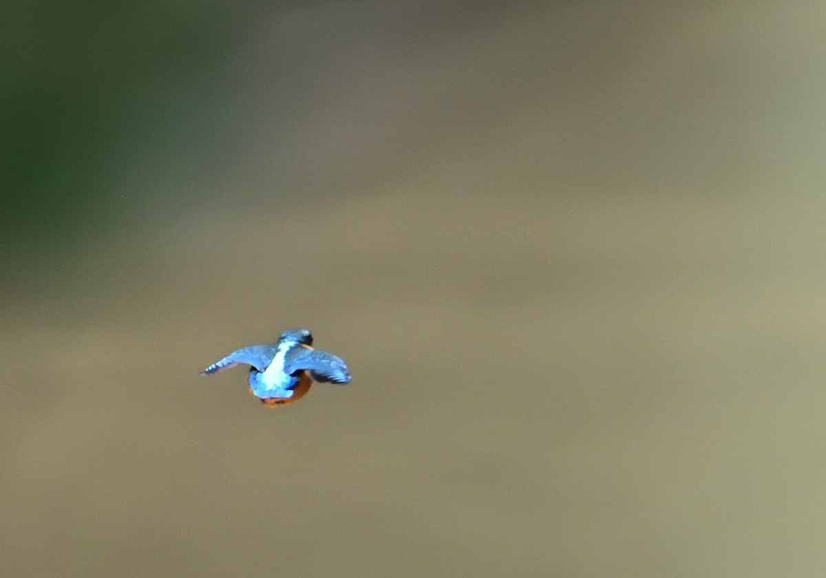 Common Kingfisher - Mu Sano