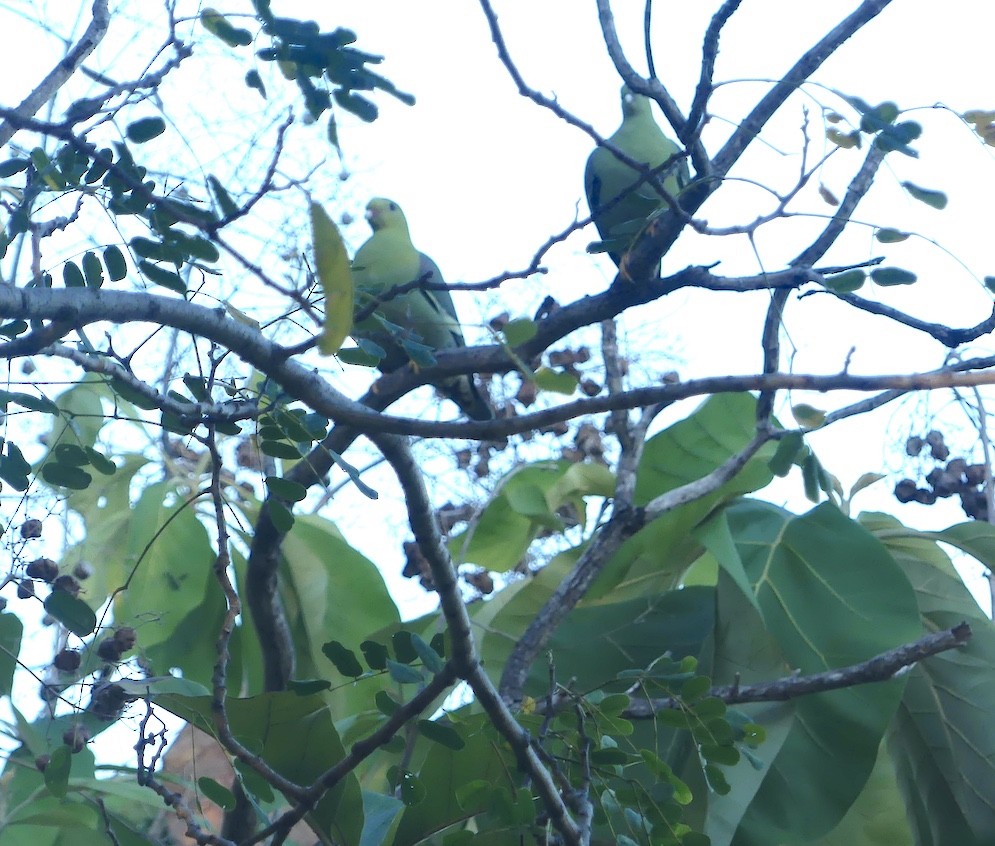 Madagascar Green-Pigeon - Luciano Ruggieri