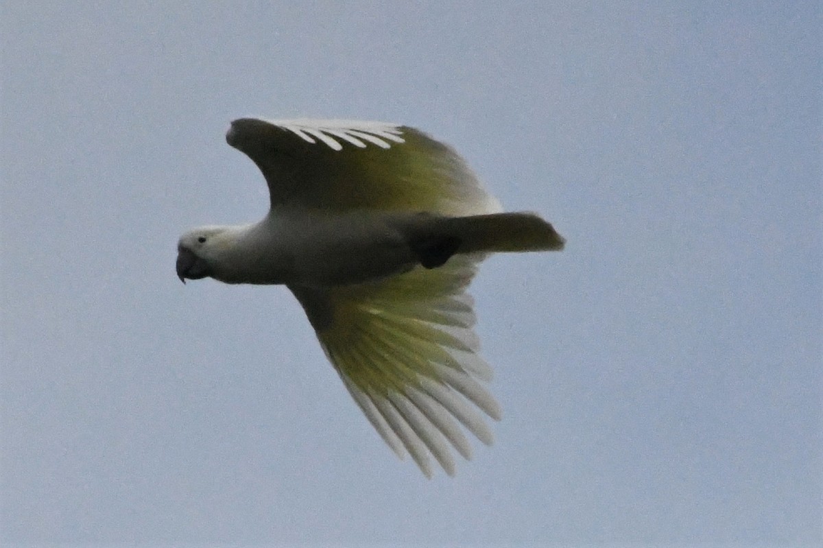 Sulphur-crested Cockatoo - ML592781471