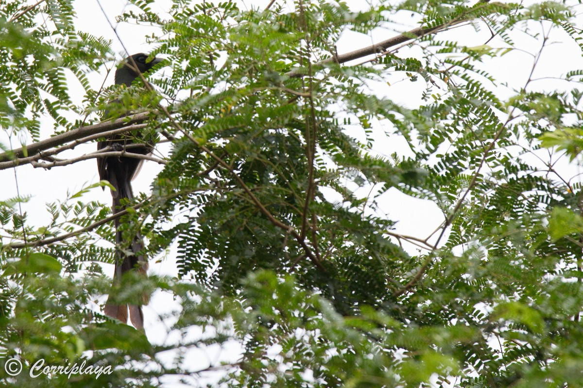 Asian Koel - ML592782111