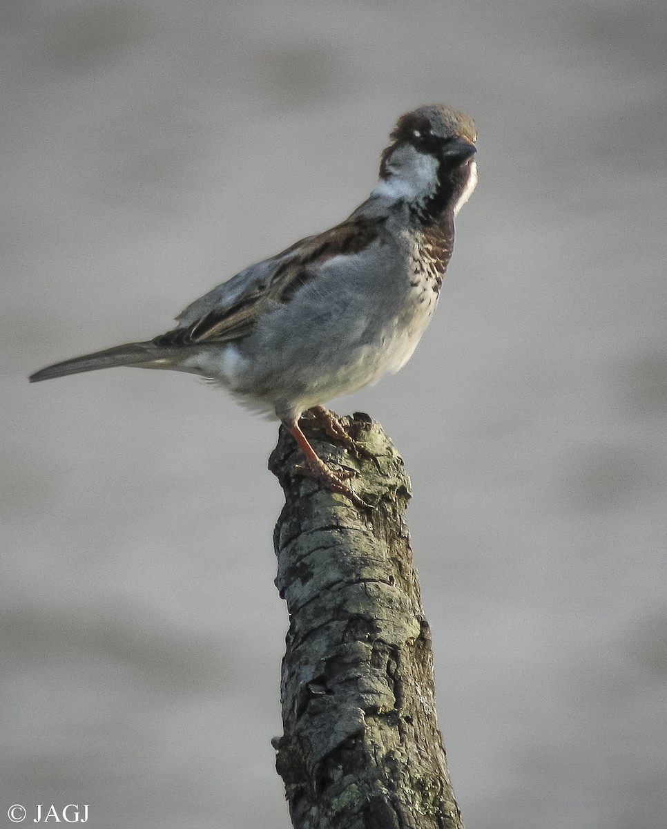 House Sparrow - Juan Antonio García Jiménez