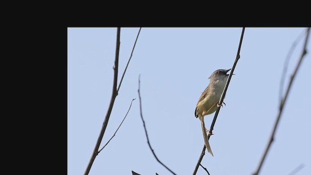 Yellow-bellied Prinia - ML592783911