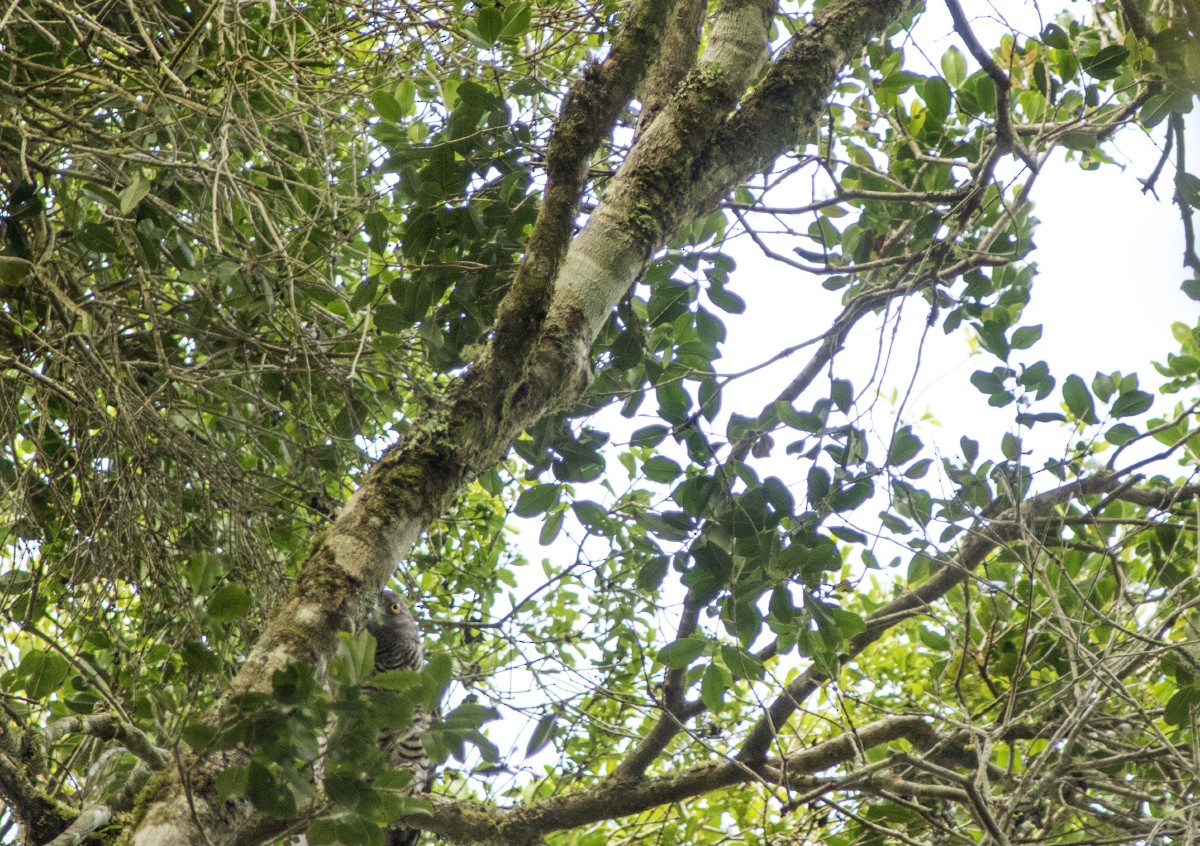 Madagascar Serpent-Eagle - Volkov Sergey