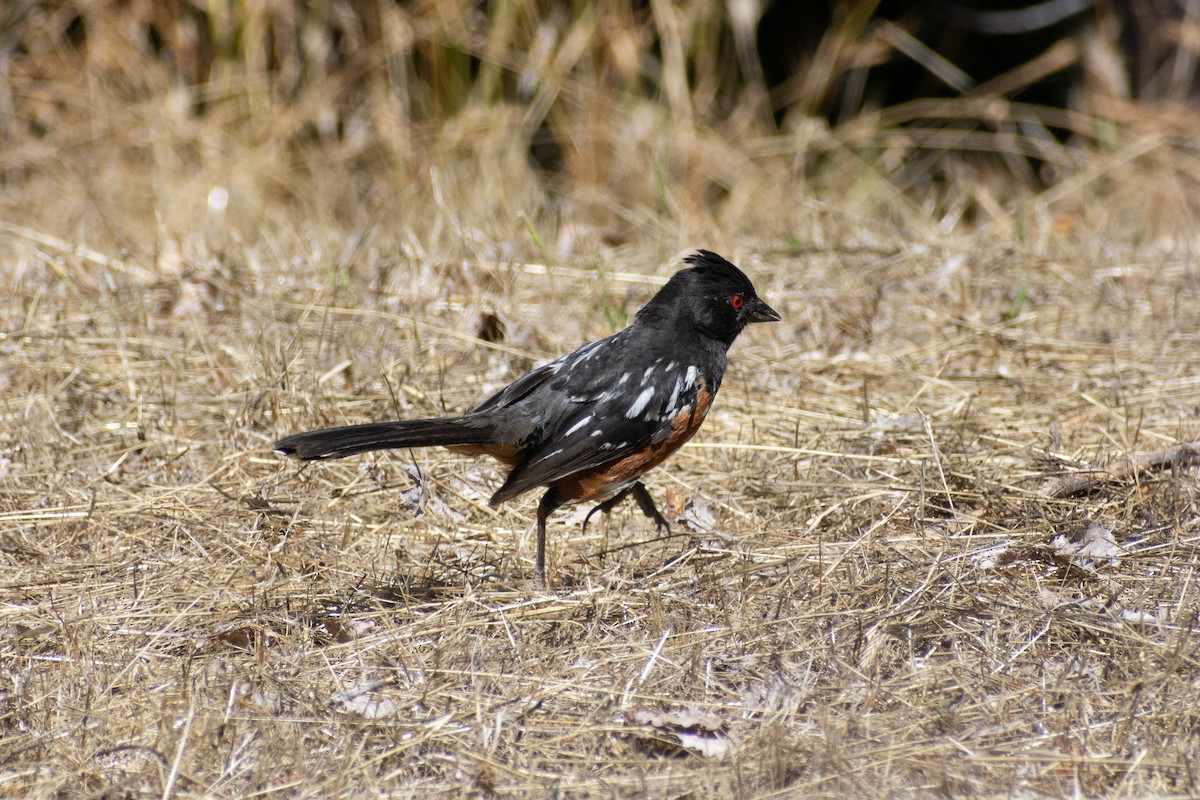 ホシワキアカトウヒチョウ - ML592784991