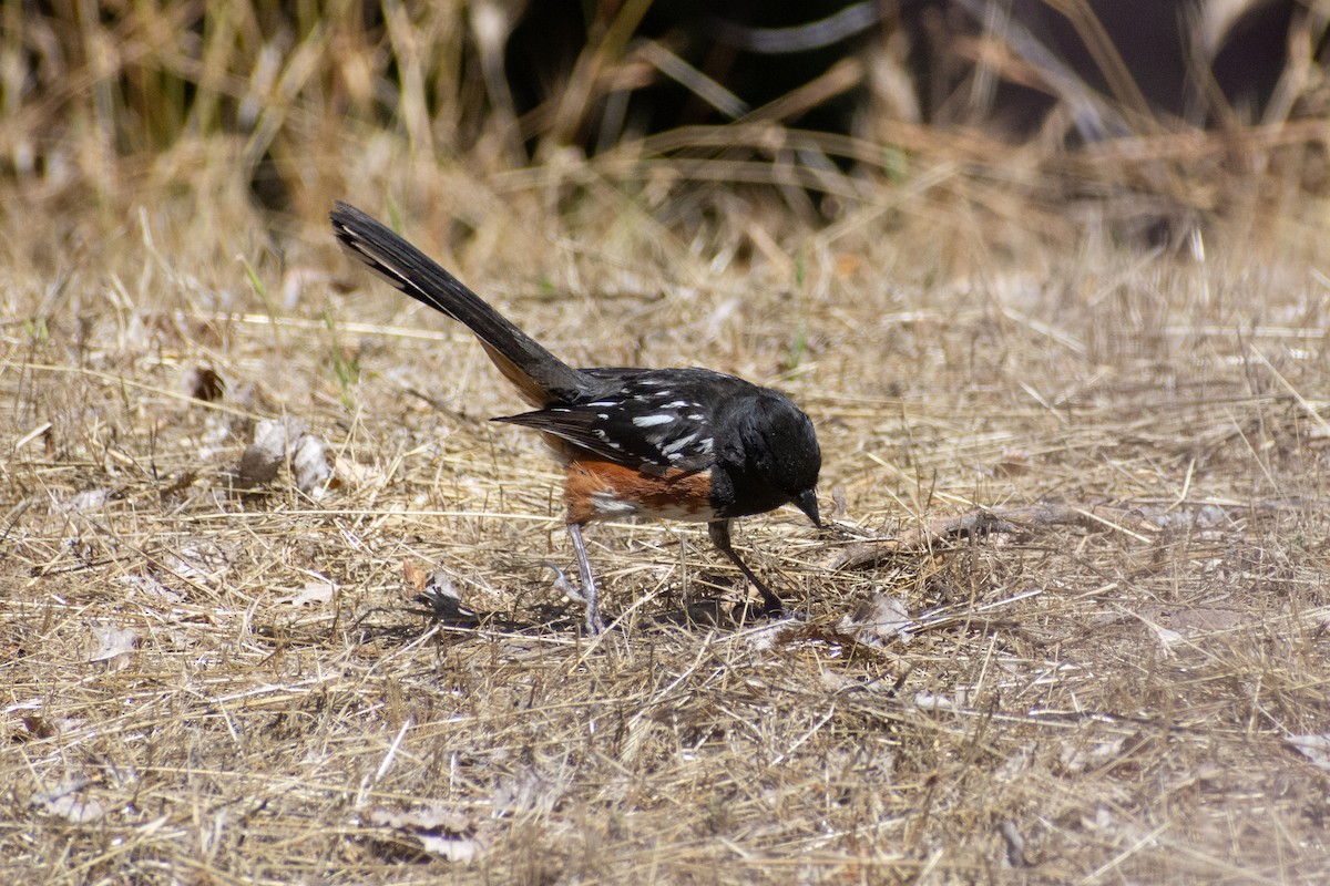 Spotted Towhee - ML592785001