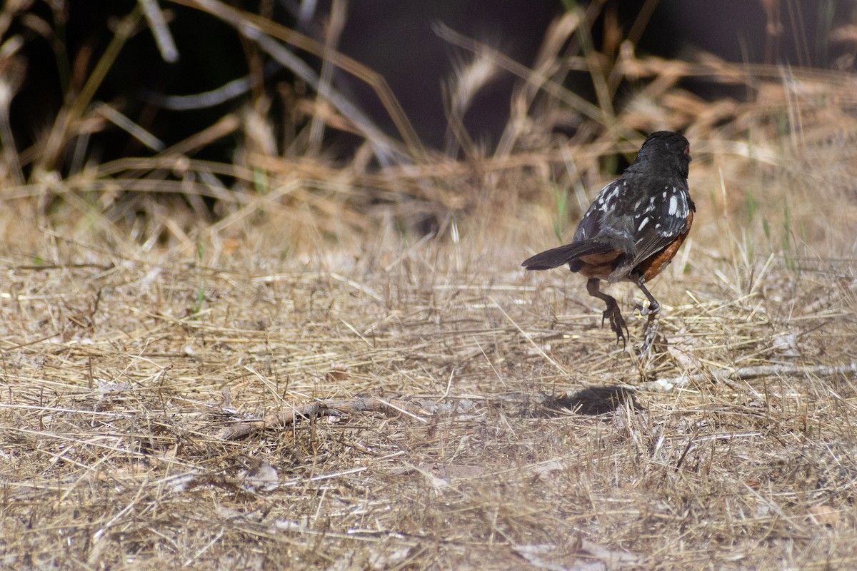 Spotted Towhee - ML592785021