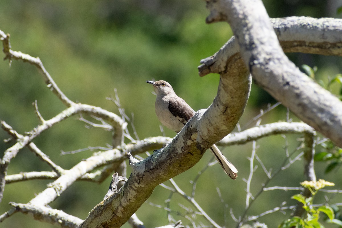 Northern Mockingbird - ML592785041