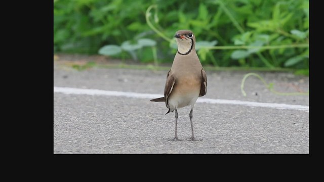 Oriental Pratincole - ML592785421