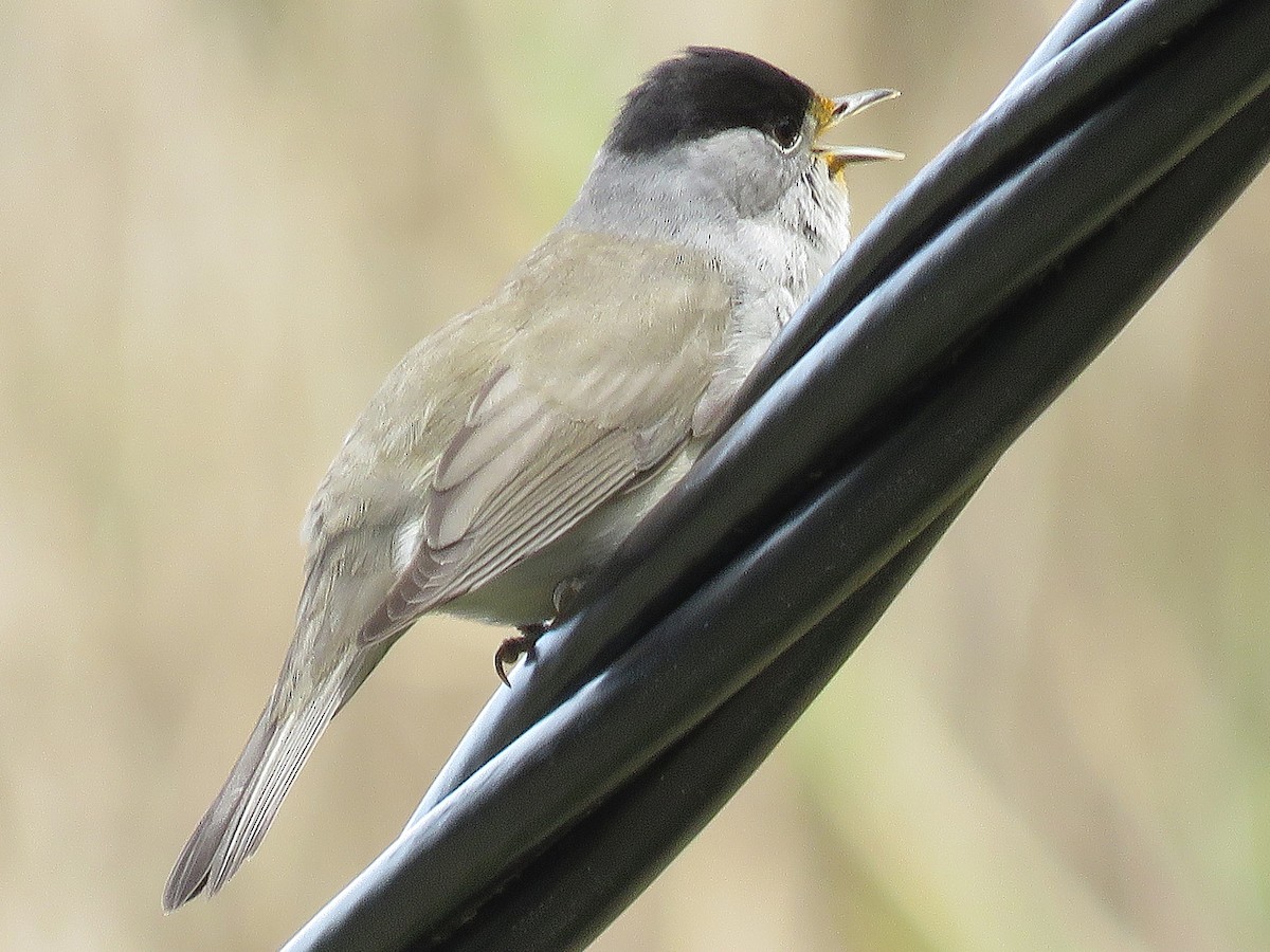 Eurasian Blackcap - ML592785501