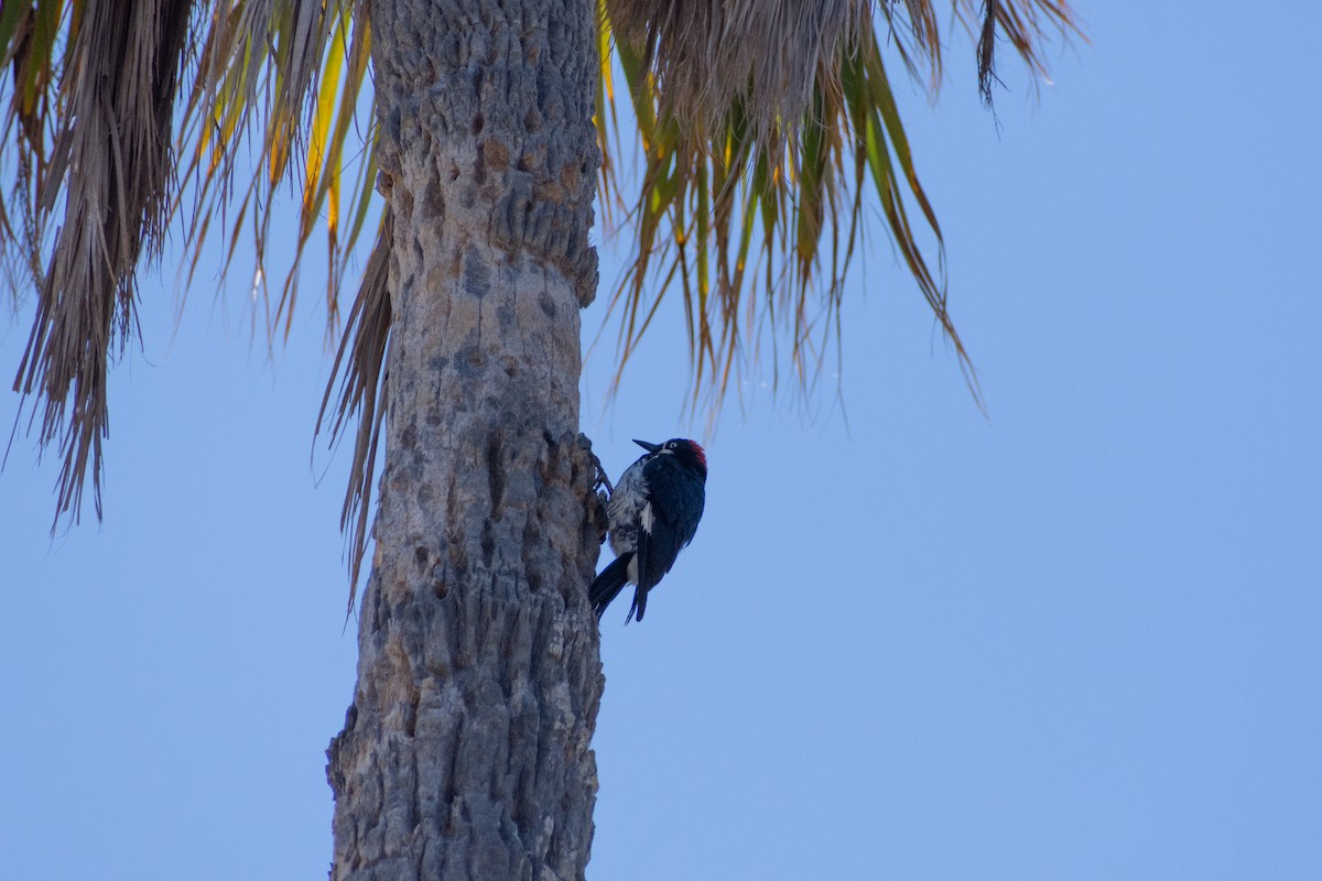 Acorn Woodpecker - ML592785771